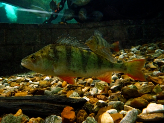 The European Perch, a species brought for angling by earlier settlers (