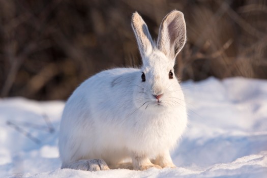 Fear itself of a predator is enough to reduce populations of a snowshoe hare, show Macleod at al.