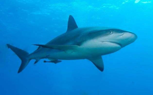 Species such as this Carribean reef shark have higher extinction risks than most fish. But how effective are our management efforts?