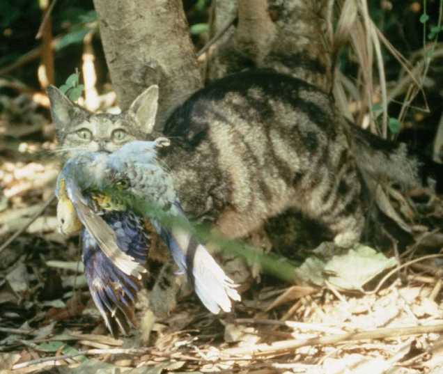 Feral cats are responsible for the decline of many endemic species worldwide. But will removing them boost rat populations, causing more potential harm?
