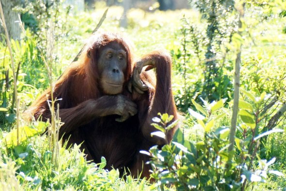 The sumatran orangutan, one of many species facing extinction in the earth's sixth mass extinction event