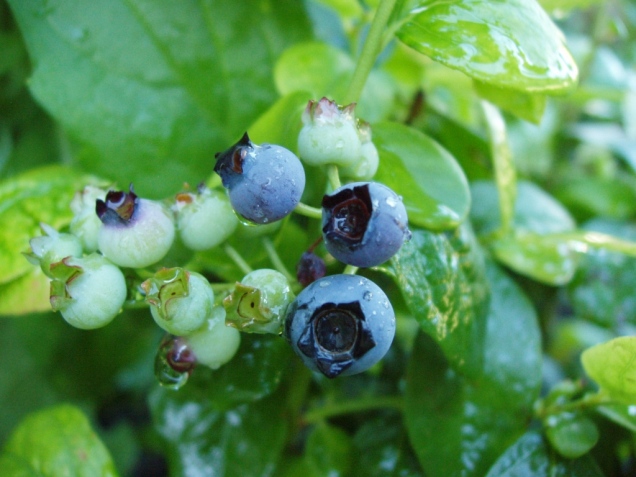 Blueberry (Vaccinium angustifolium) has been subjected to increasing levels of chewing herbivory last 112 years. This remarkable conclusion was made possible by studying 215 physical specimens of this species preserved in a university herbarium
