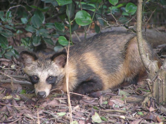 The Raccoon Dog, an alien species, has made its way to Sweden recently. But what sort of effect does it have on the native fauna?